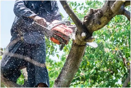 tree services Belmont